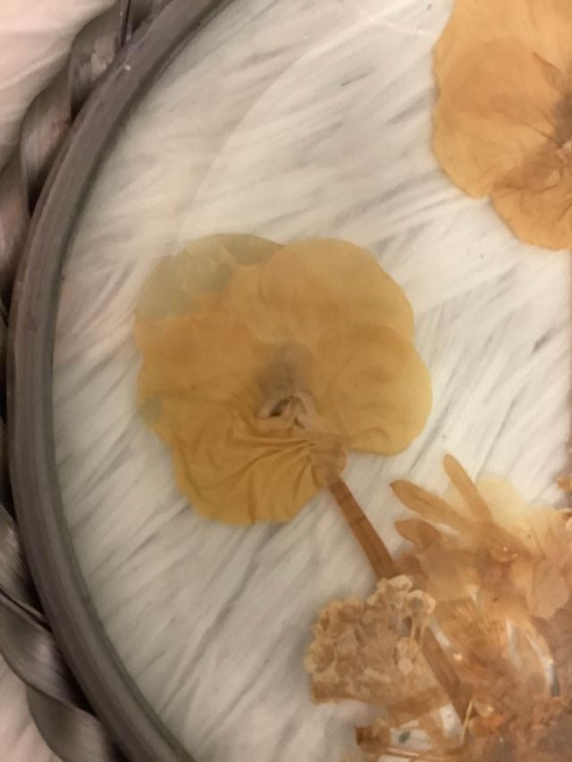 Pressed flower frame wall decor image 3